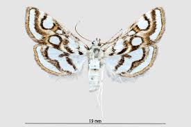 Attēlu rezultāti vaicājumam “Nymphula nitidulata”