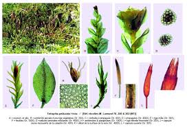 Attēlu rezultāti vaicājumam “Tetraphis pellucida”