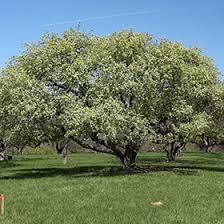 Attēlu rezultāti vaicājumam “Malus baccata”