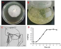 Attēlu rezultāti vaicājumam “Cerrena unicolor”