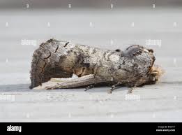 Attēlu rezultāti vaicājumam “Noctuidae”