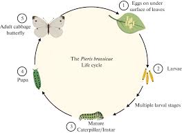 Attēlu rezultāti vaicājumam “Pieris brassicae larva”