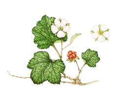Attēlu rezultāti vaicājumam “Rubus chamaemorus flower”