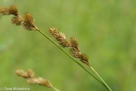 Attēlu rezultāti vaicājumam “Carex loliacea”