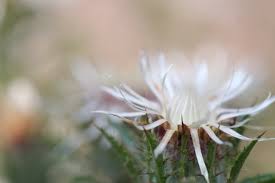 Attēlu rezultāti vaicājumam “Carlina vulgaris flower”