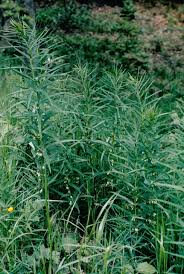 Attēlu rezultāti vaicājumam “Polygonatum verticillatum bud”