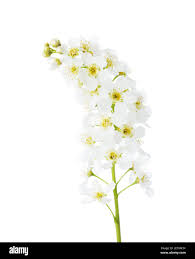 Attēlu rezultāti vaicājumam “Prunus padus var. roseiflora flower”