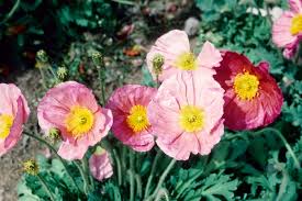 Image result for Papaver nudicaule