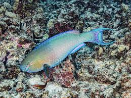 Image result for Scarus rubroviolaceus