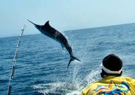 Image result for Makaira mazara