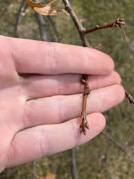 Attēlu rezultāti vaicājumam “Quercus rubra bud”