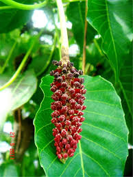 Attēlu rezultāti vaicājumam “Crepis paludosa fruit”