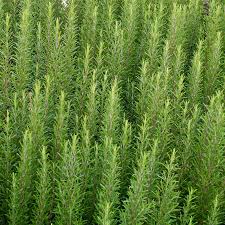 Image result for Rosmarin