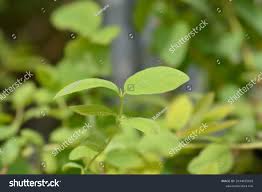 Attēlu rezultāti vaicājumam “Lonicera caerulea var. pallasii leaf”