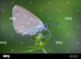Attēlu rezultāti vaicājumam “Cyaniris semiargus underside”