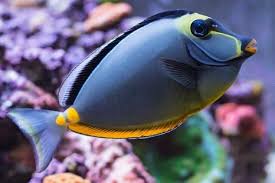 Image result for Naso lituratus