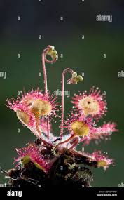 Attēlu rezultāti vaicājumam “Drosera rotundifolia leaf”