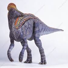 Bildergebnis für corythosaurus