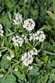 Attēlu rezultāti vaicājumam “Lobularia maritima”