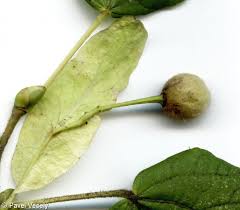 Attēlu rezultāti vaicājumam “Tilia platyphyllos subsp. cordifolia”