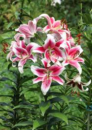 Image result for Lilie