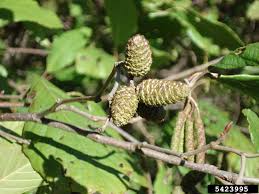 Image result for Alder Cc