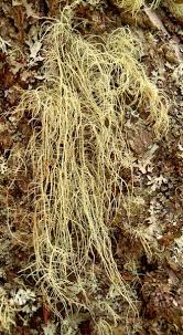 Attēlu rezultāti vaicājumam “Usnea filipendula”