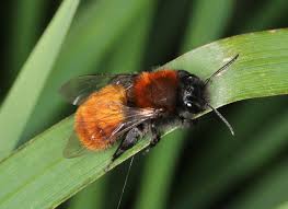 Attēlu rezultāti vaicājumam “Andrena haemorrhoa”