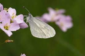 Attēlu rezultāti vaicājumam “Leptidea sinapis”