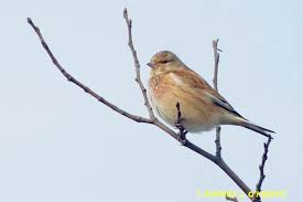 Attēlu rezultāti vaicājumam “Carduelis cannabina adult”