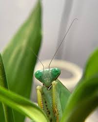 Attēlu rezultāti vaicājumam “Rhabdomiris striatellus imago”