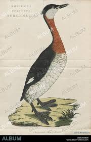 Attēlu rezultāti vaicājumam “Podiceps grisegena”