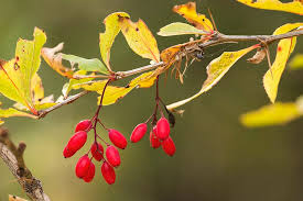 Attēlu rezultāti vaicājumam “Berberis vulgaris”