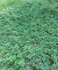 Attēlu rezultāti vaicājumam “Fragaria moschata leaf”