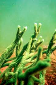 Attēlu rezultāti vaicājumam “Spongilla lacustris”