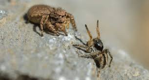 Attēlu rezultāti vaicājumam “Phylloneta cocoon”