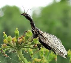 Attēlu rezultāti vaicājumam “Rabdophaga degeeri”