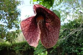 Attēlu rezultāti vaicājumam “Aristolochia durior flower”