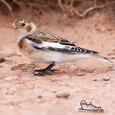 Attēlu rezultāti vaicājumam “Plectrophenax nivalis adult”