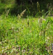 Attēlu rezultāti vaicājumam “Anthoxanthum odoratum”