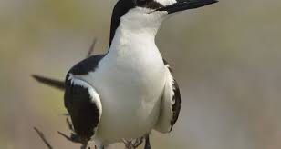 Image result for Onychoprion fuscatus