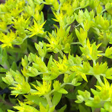 Attēlu rezultāti vaicājumam “Sedum acre”