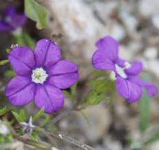 Image result for Legousia speculum-veneris