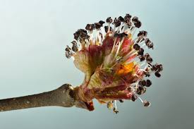 Attēlu rezultāti vaicājumam “Ulmus laevis flower”