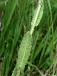 Attēlu rezultāti vaicājumam “Arabis hirsuta fruit”