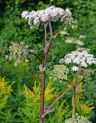 Image result for Angelica silvestris