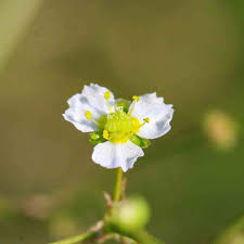 Attēlu rezultāti vaicājumam “Alisma plantago-aquatica flower”
