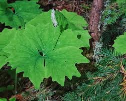 Attēlu rezultāti vaicājumam “Trichia alpina”