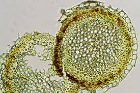 Attēlu rezultāti vaicājumam “Sphagnum platyphyllum”