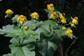 Attēlu rezultāti vaicājumam “Telekia speciosa bud”